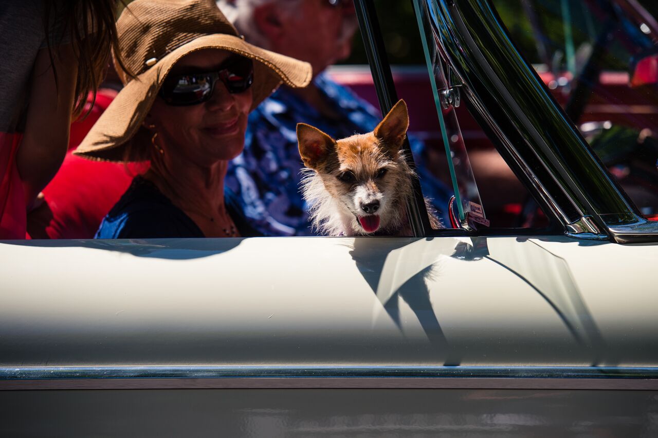 A small dog leans out of a classic car window during a 4th of July parade.