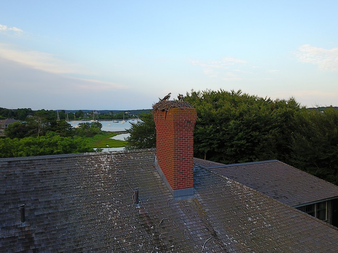 A bird and its chicks sit in a nest on top of a brick chimney overlooking trees and water.