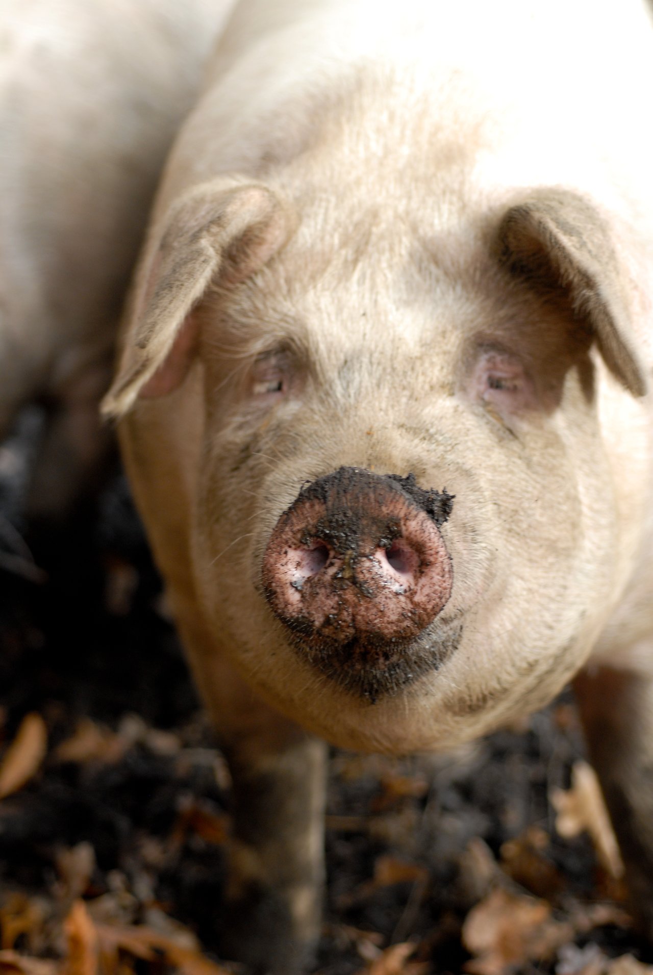 A close-up of a pig with a muddy snout, standing on the ground with leaves and dirt.