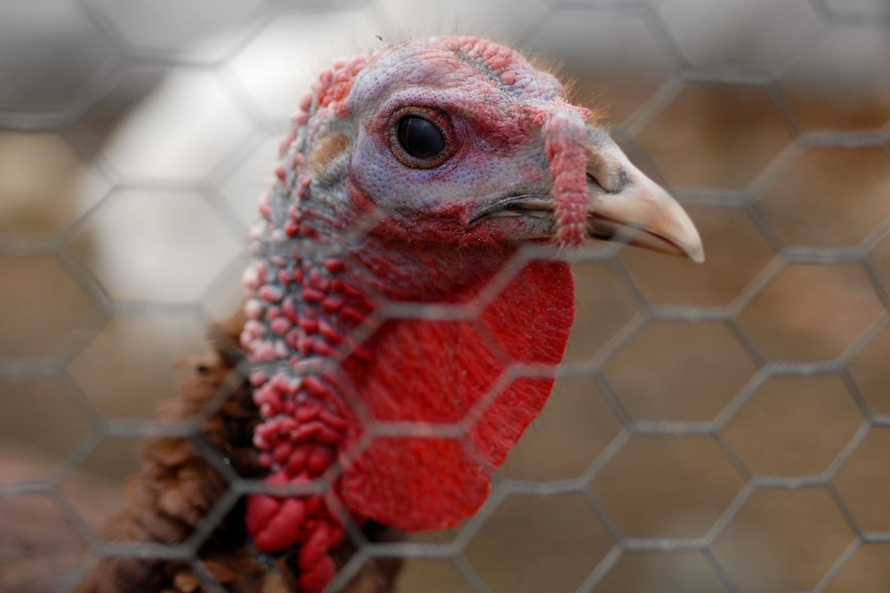 Close-up of a turkey behind a wire fence, showing its red wattle and textured skin.