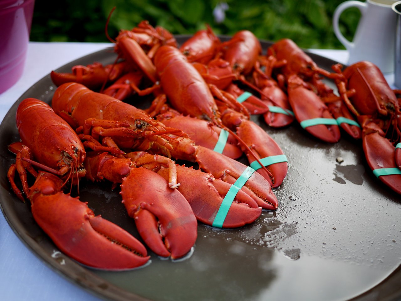 A plate of cooked lobsters with claws secured by blue bands, served at an outdoor party.