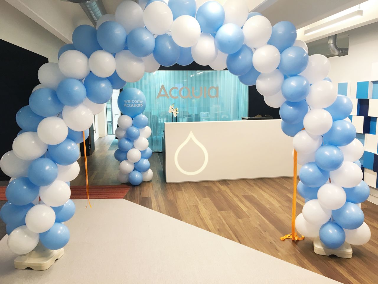 A blue and white balloon arch decorates the entrance to an Acquia office reception desk.