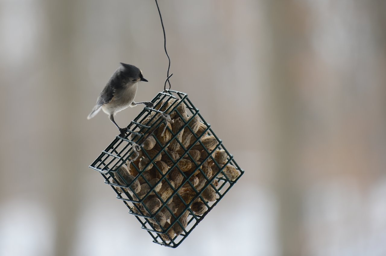 A small bird perches on a hanging feeder filled with peanuts, pecking at the food.