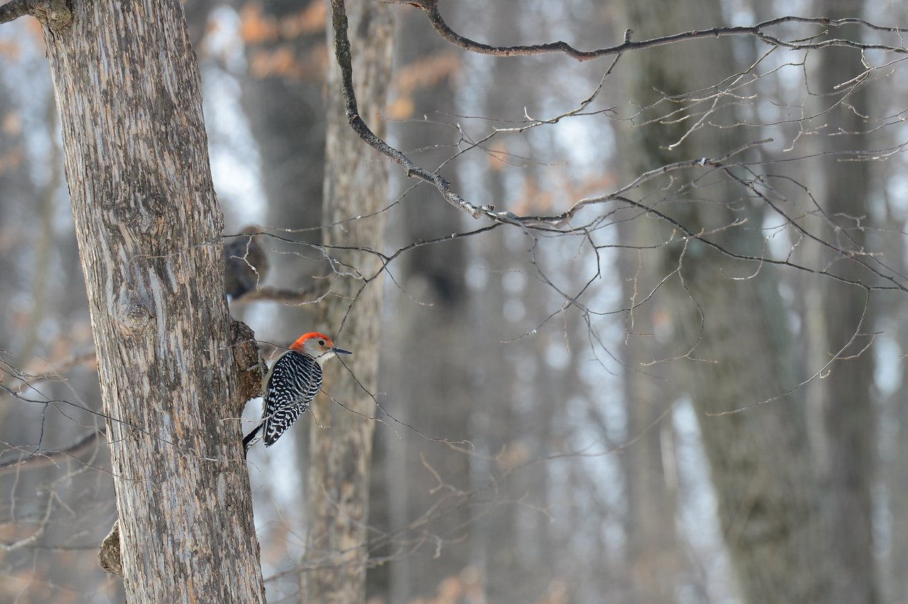 A woodpecker with a red head clings to a tree trunk in a wintery forest.
