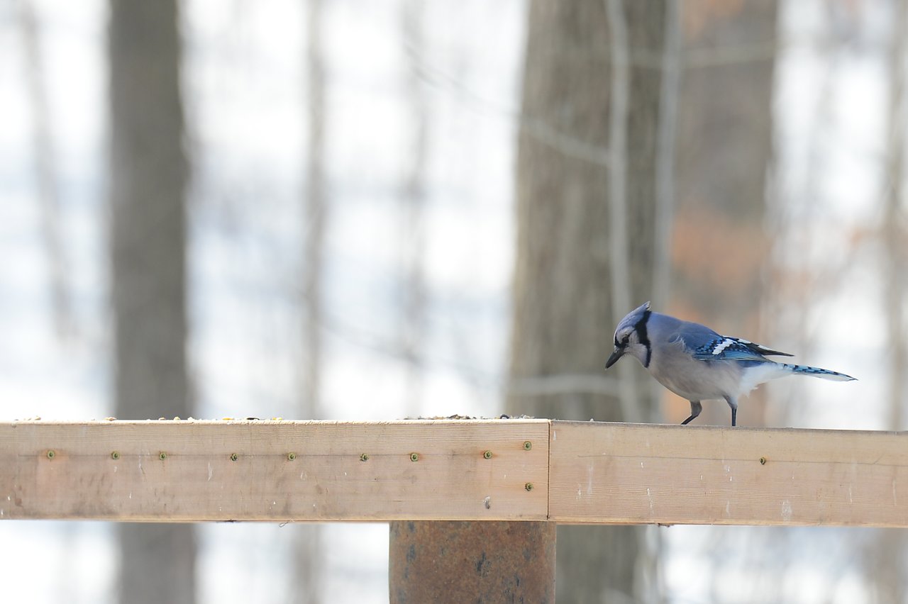 A blue jay stands on a wooden railing, looking down at scattered seeds.