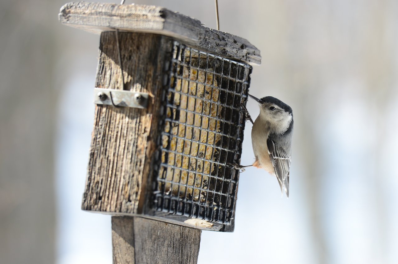 A small bird clings to a wooden bird feeder, pecking at the food inside the metal grid.