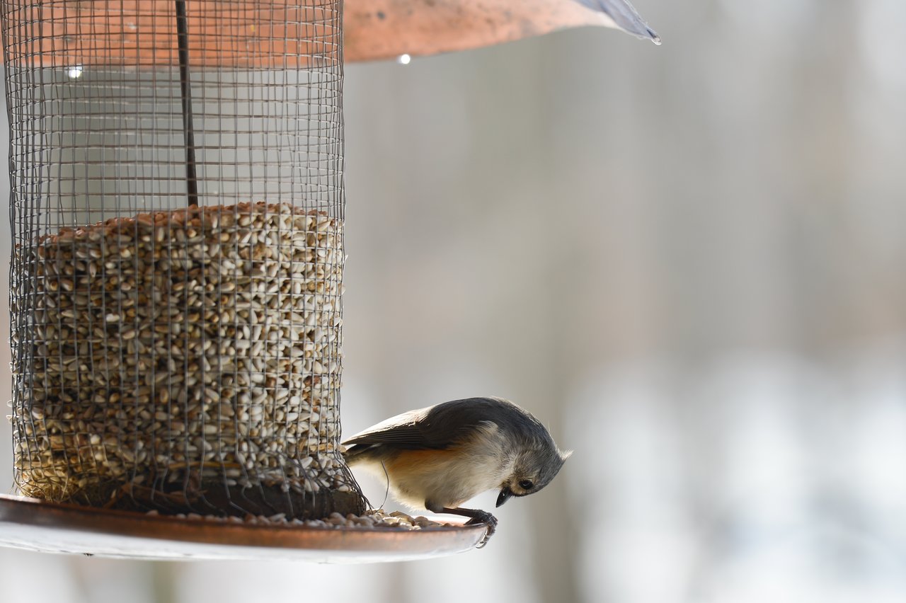 A small bird perches on the edge of a feeder, looking down at scattered seeds.