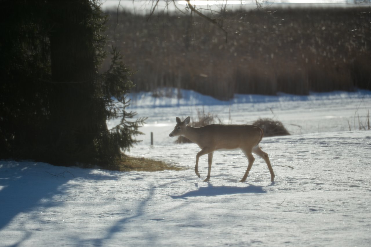 A deer walks across a snowy landscape near a tree, with sunlight casting shadows on the ground.