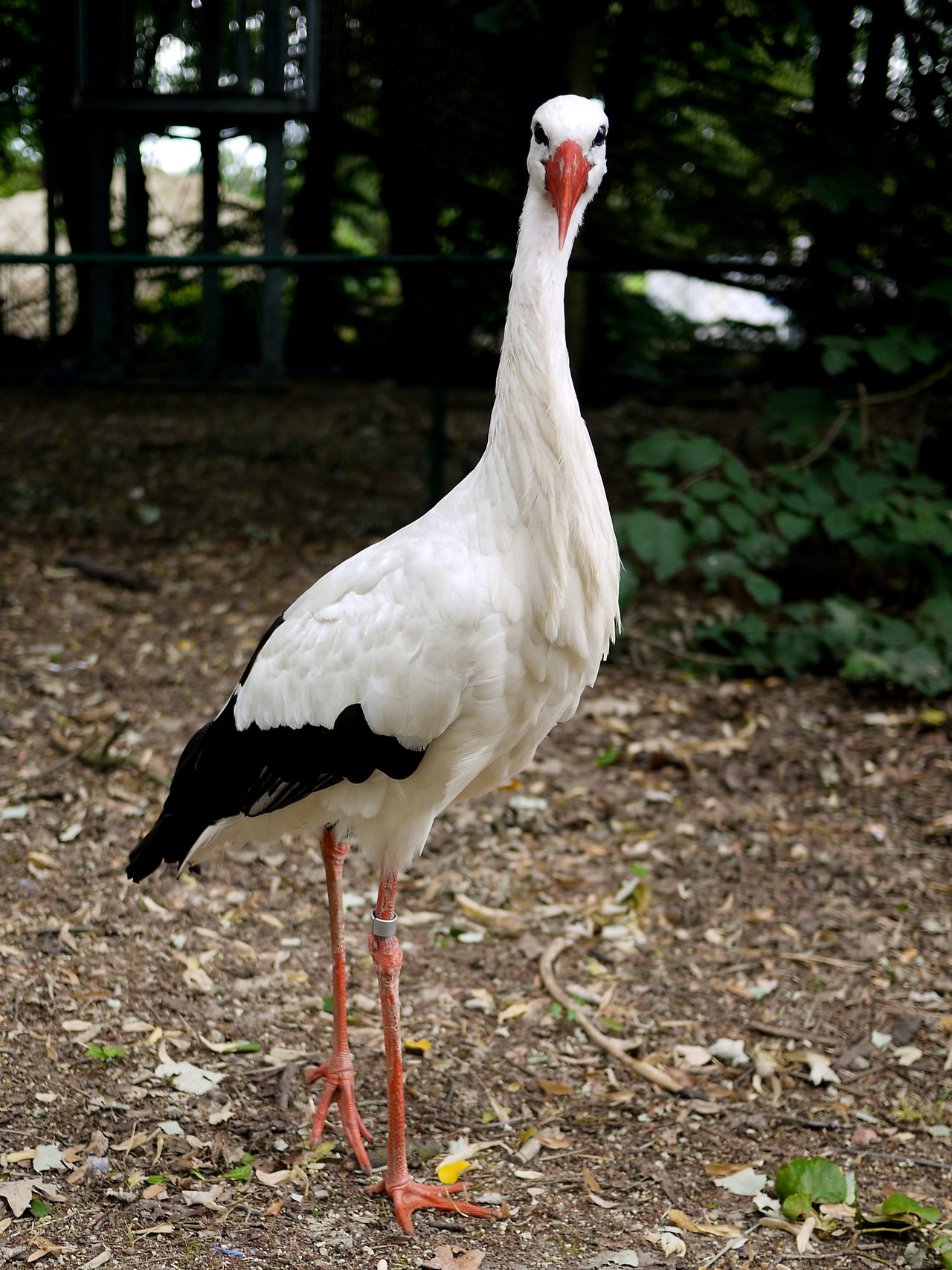 A tall white stork with black wings and a red beak stands on the ground, staring directly ahead.