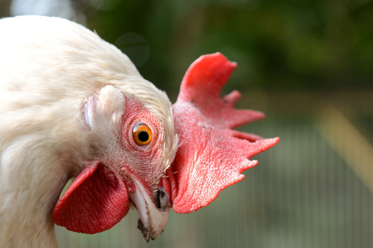 Close-up of a white chicken with a red comb, looking down with an insect near its beak.