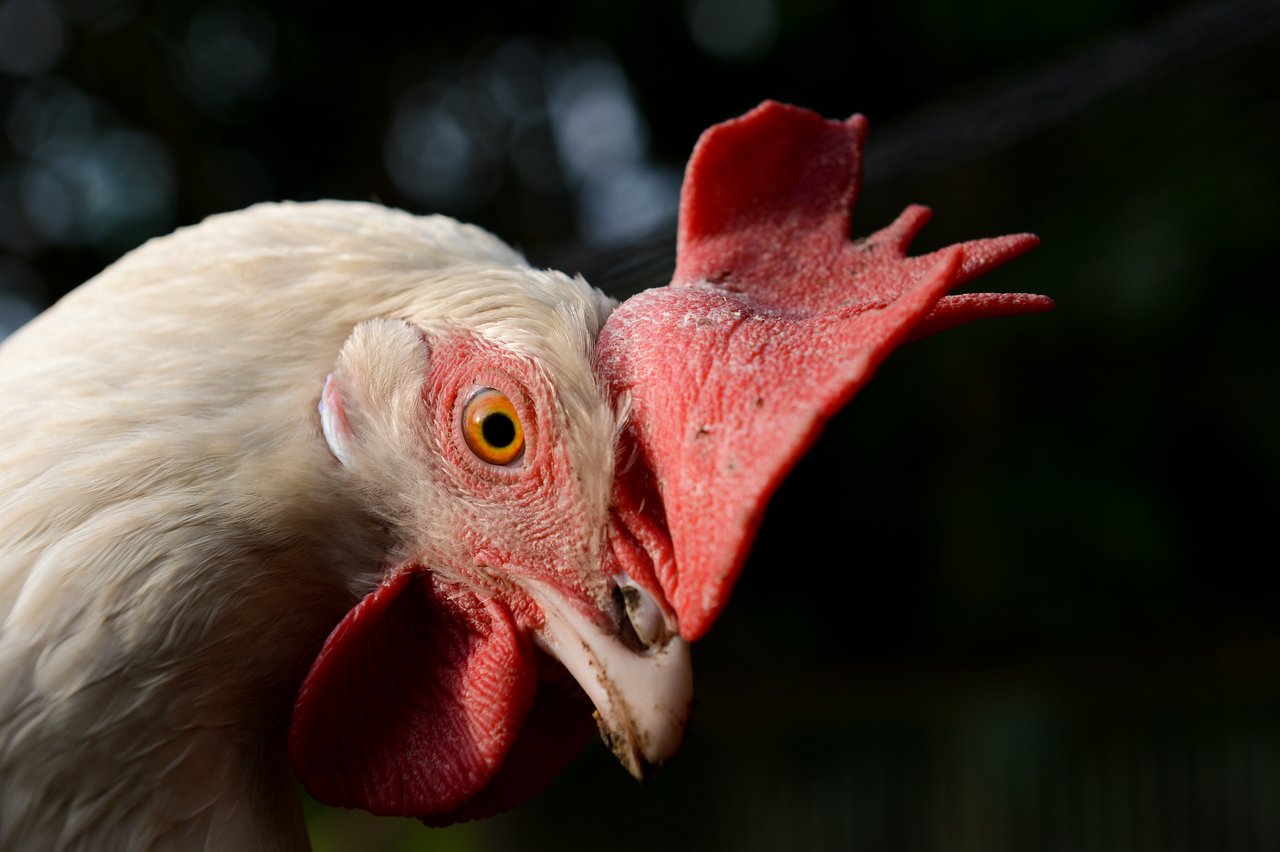 Close-up of a white chicken with a red comb, yellow eye, and slightly dirty beak, looking sideways.