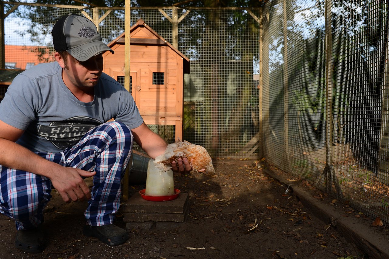 A man crouches in a chicken coop, holding a chicken upside down in his hand.