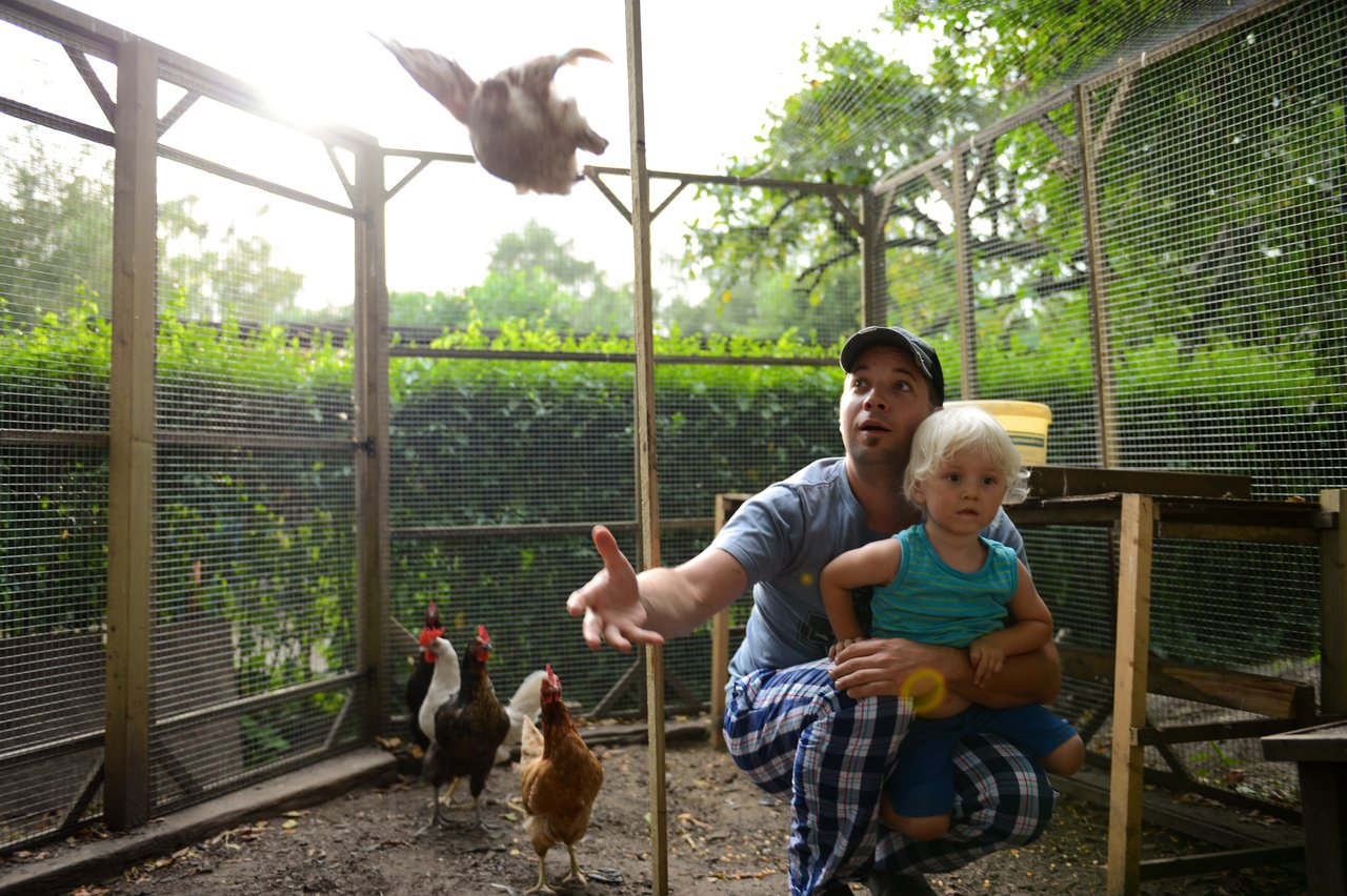 A man throws a chicken into the air while holding a young child in a fenced outdoor enclosure.