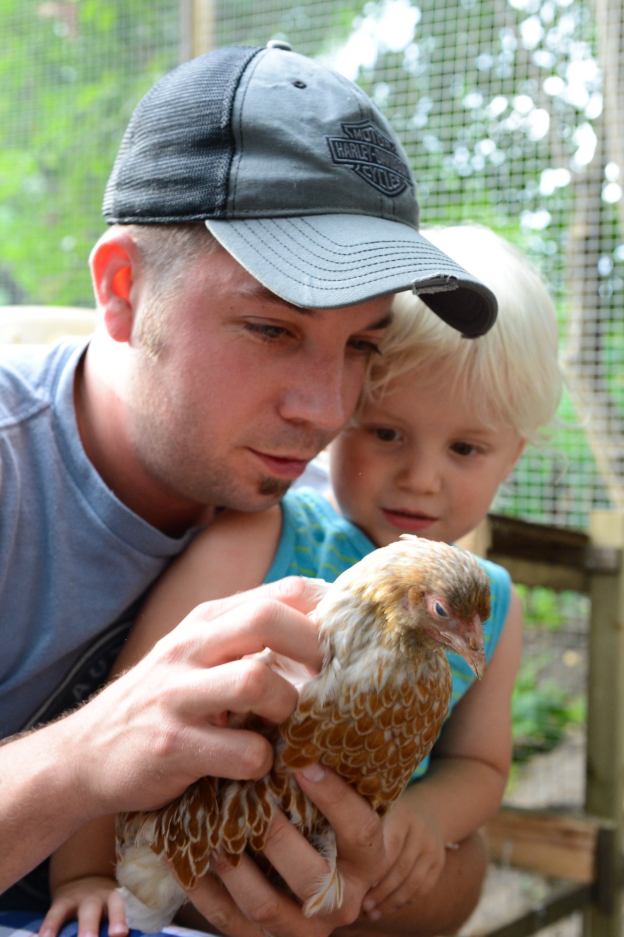 A man and a young child gently hold and observe a small brown chicken in an outdoor enclosure.