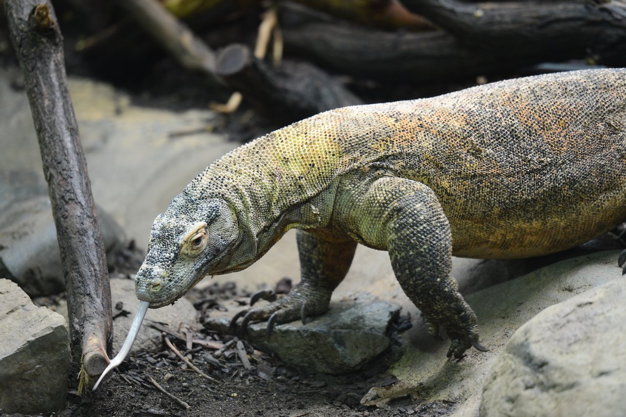 A large lizard, possibly a Komodo dragon, walks on rocky ground with its long tongue extended.