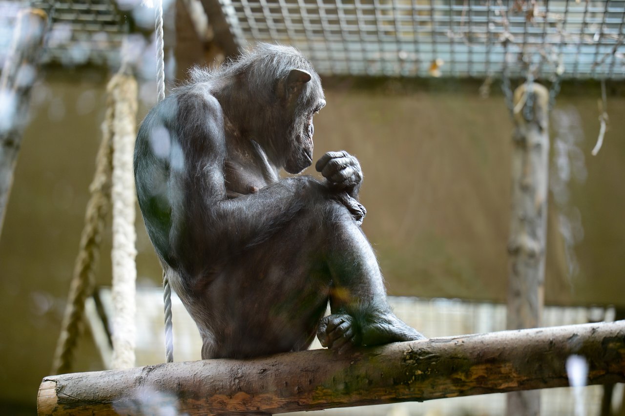 A chimpanzee sits on a wooden beam, holding its foot and looking down in a thoughtful posture.