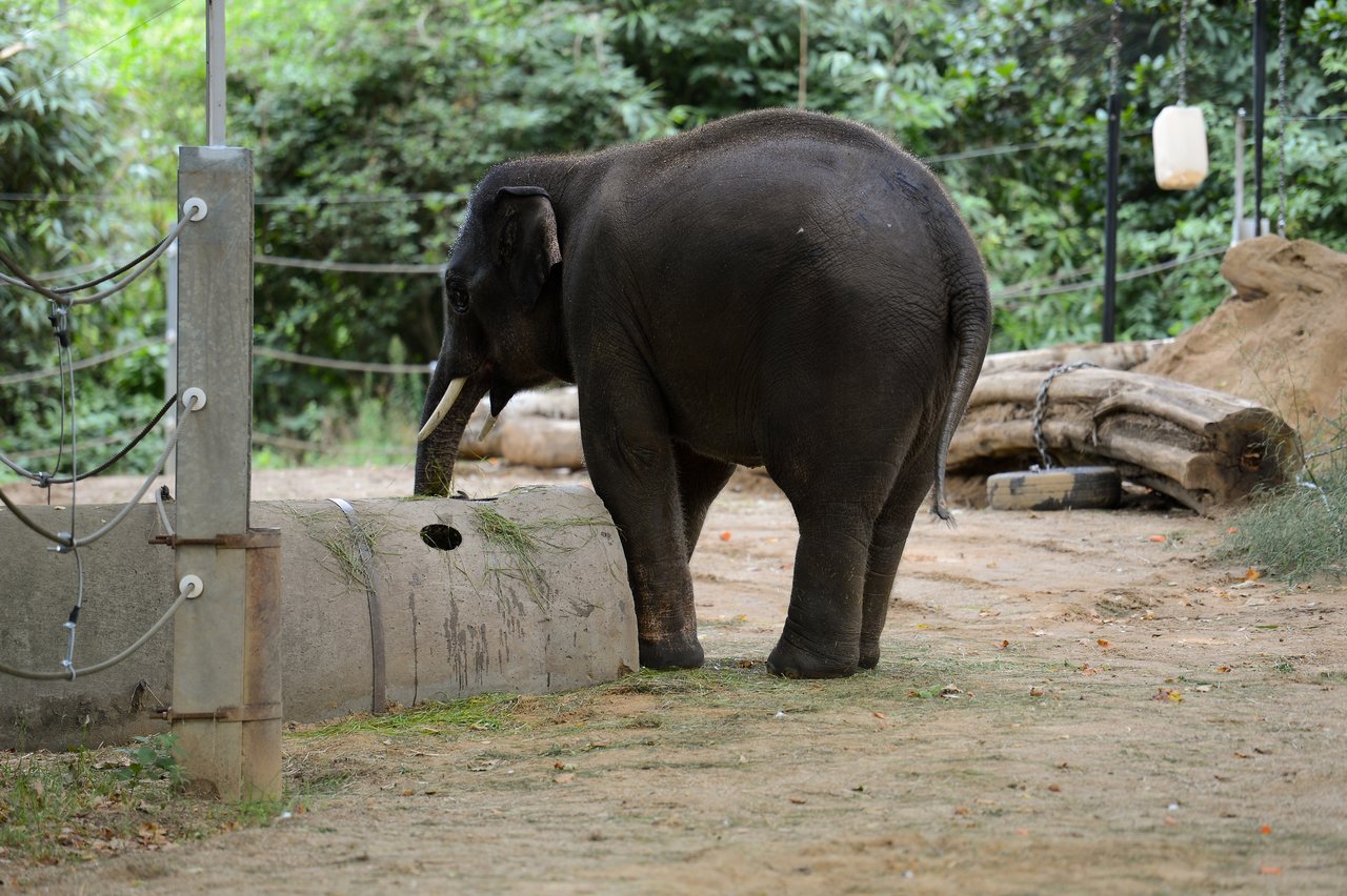 A young elephant stands near a concrete barrier, using its trunk to interact with a hole in the surface.