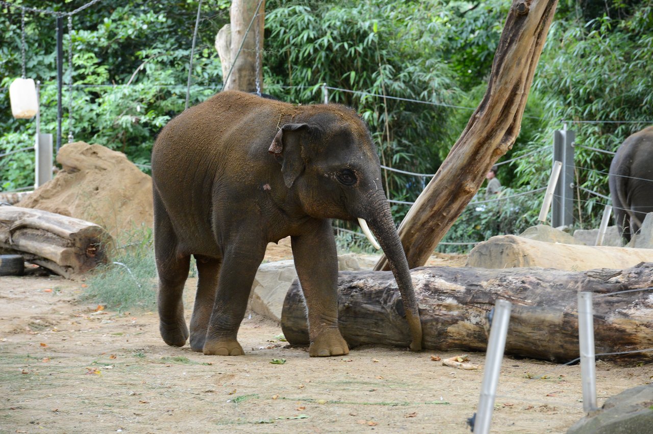 A young elephant walks near a fallen tree trunk in a zoo enclosure with greenery in the background.