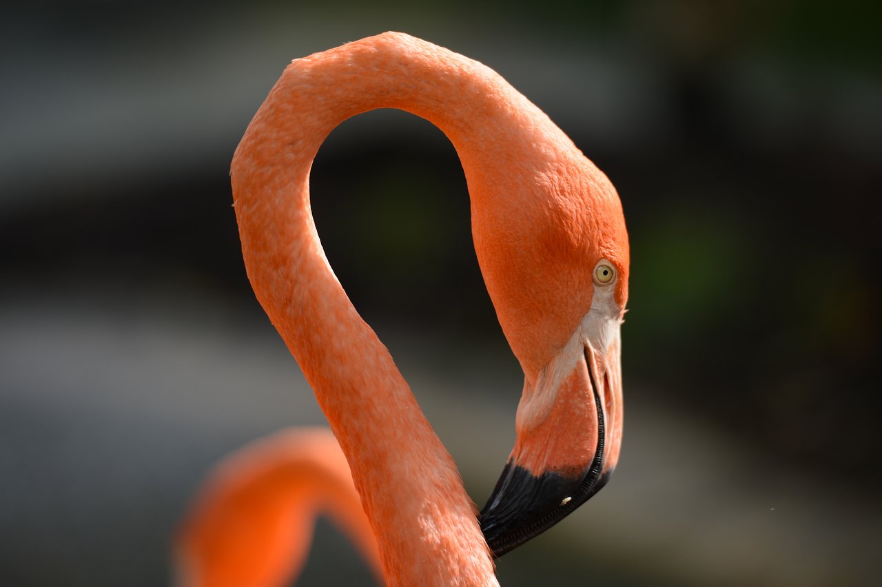 A close-up of a flamingo with a curved neck and bright orange feathers, standing in a natural setting.
