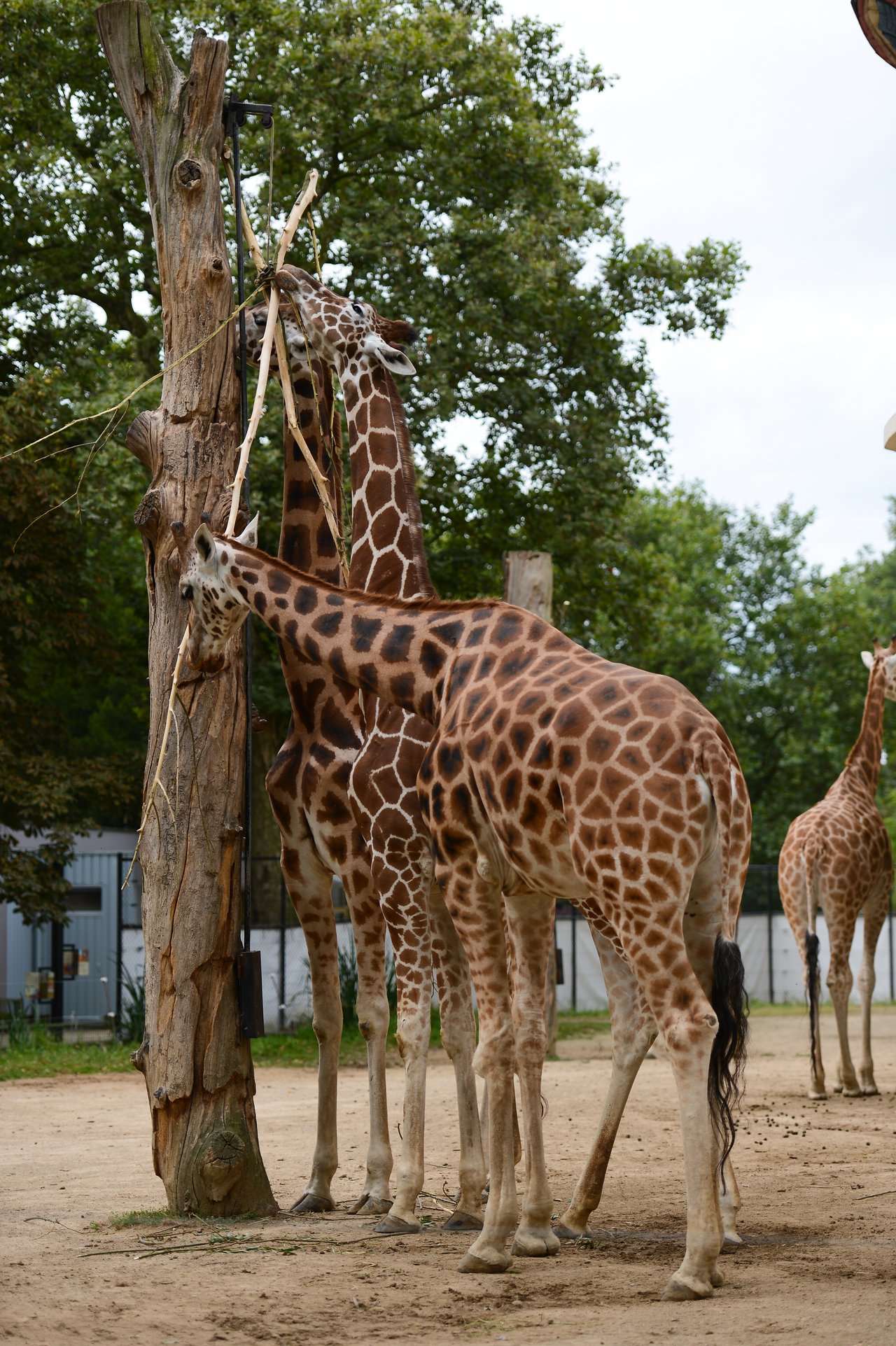 Three giraffes eating from a tall wooden feeder in a zoo enclosure, with another giraffe walking in the background.