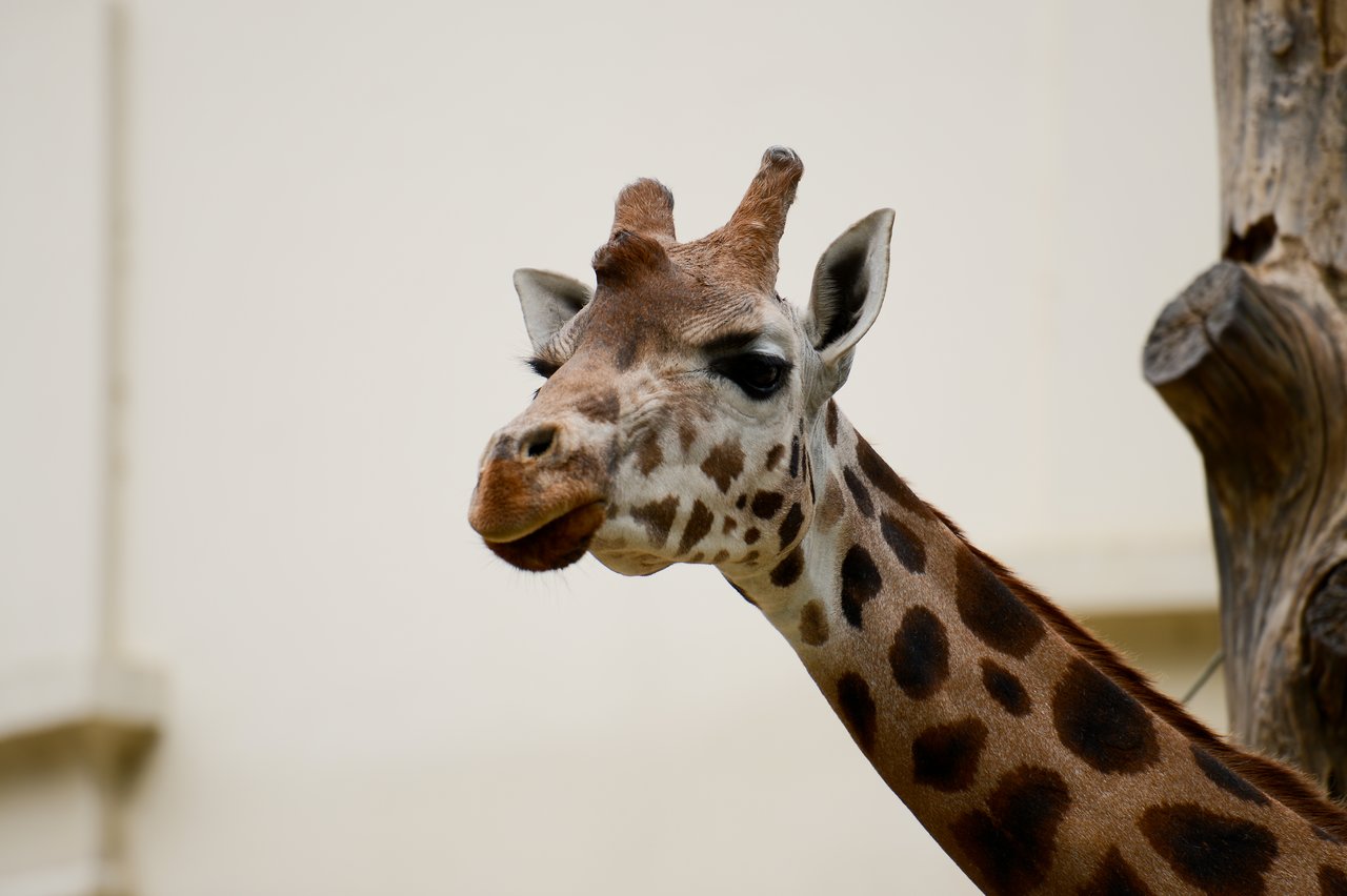 A giraffe with a spotted coat looks to the side, its mouth slightly open, against a light-colored background.