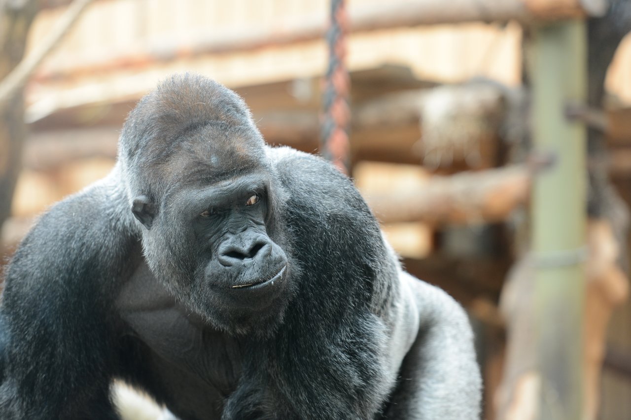 A gorilla with dark fur looks to the side in a zoo enclosure, appearing alert and focused.