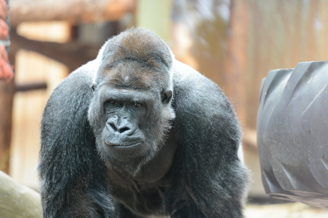 A gorilla stands on all fours, looking forward with a focused expression.