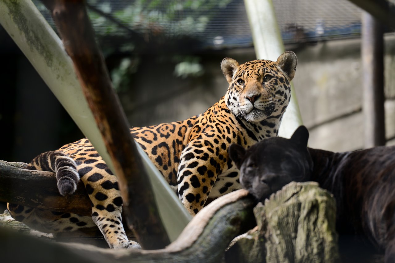 A jaguar with a spotted coat rests on a log while another black jaguar sleeps nearby.