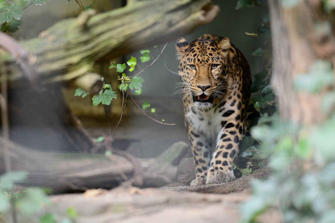 A leopard walks forward through a natural enclosure, surrounded by trees and foliage, gazing intently ahead.