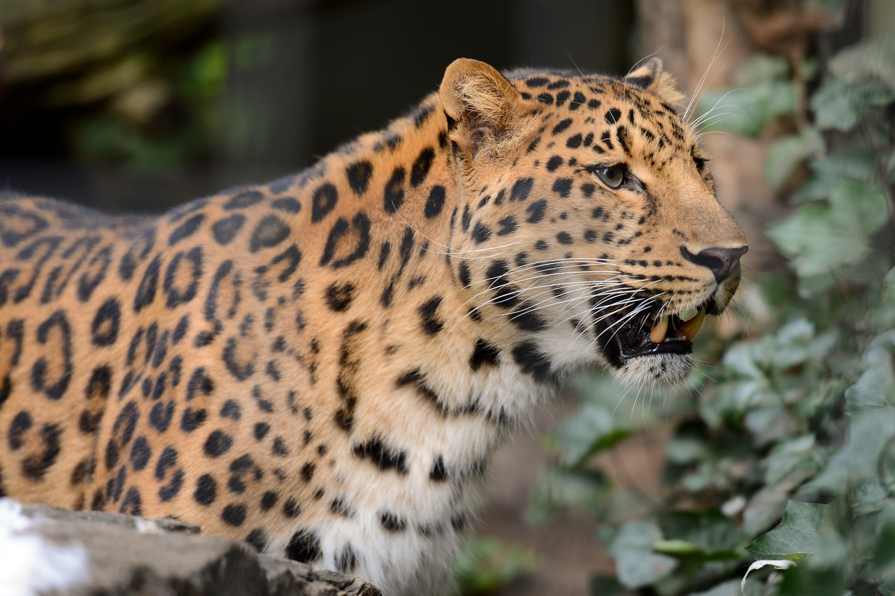 A leopard with a spotted coat stands among green plants, its mouth slightly open showing sharp teeth.