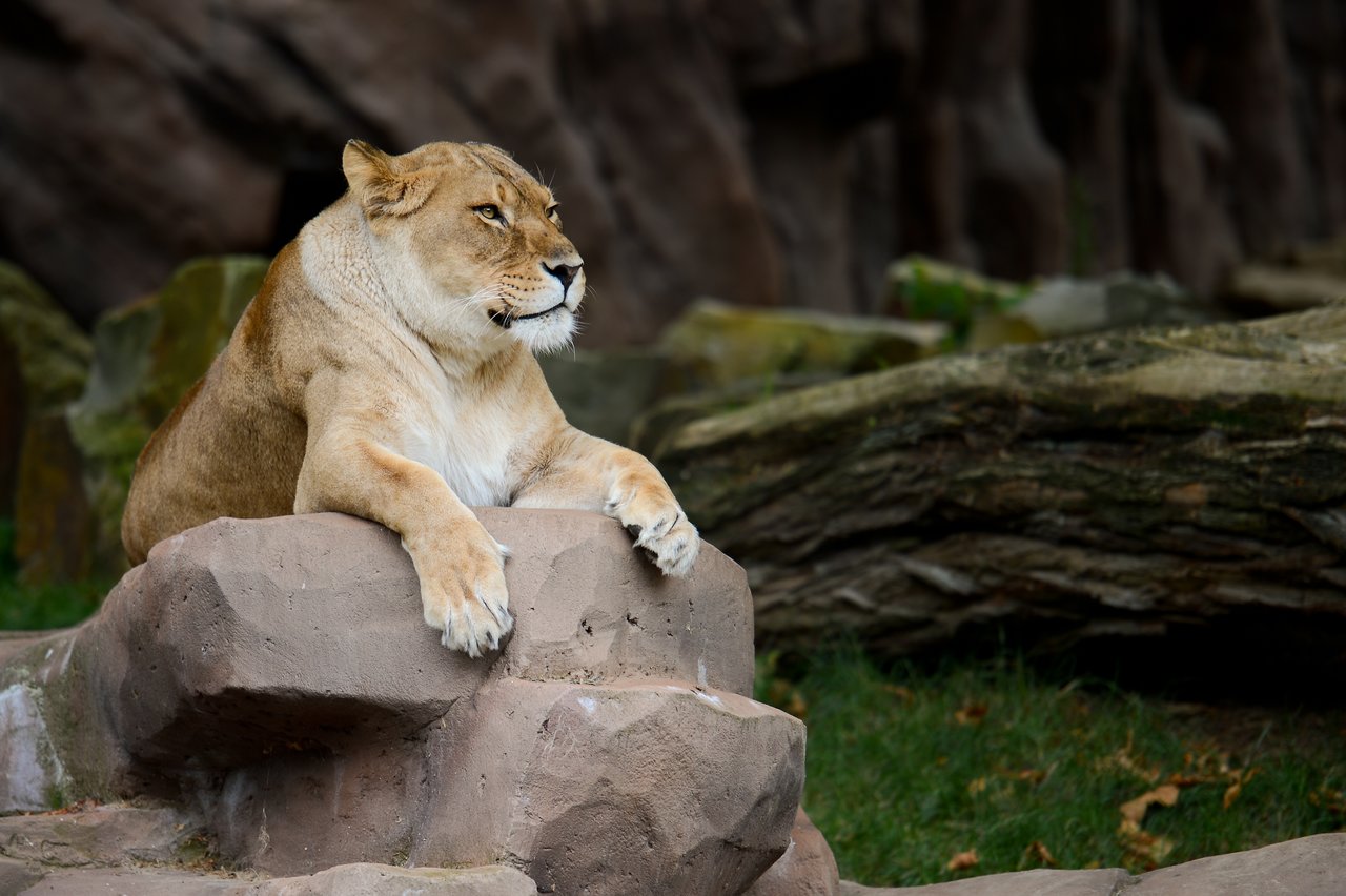 A lioness rests on a large rock, gazing into the distance with a calm expression.