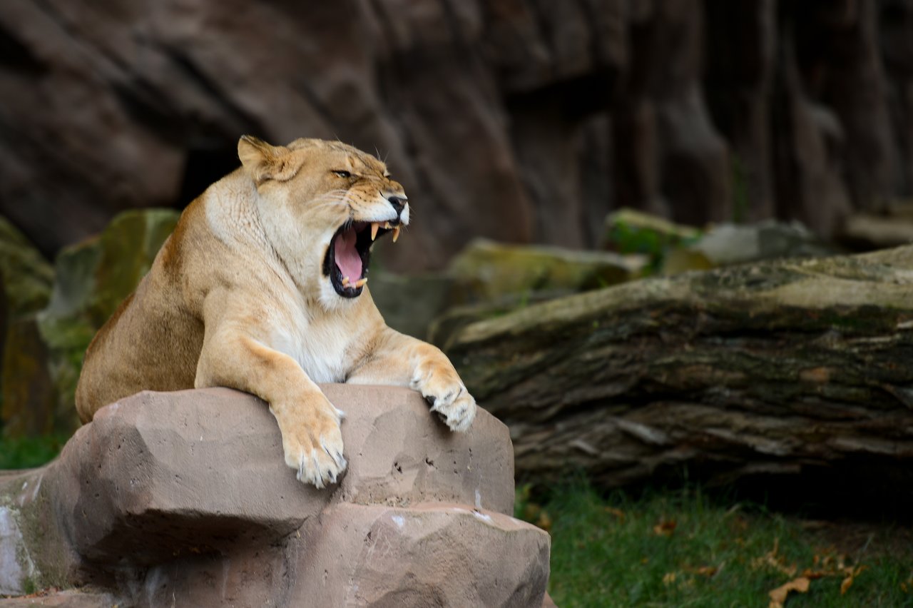 A lioness is resting on a rock with her mouth wide open, possibly yawning or roaring.