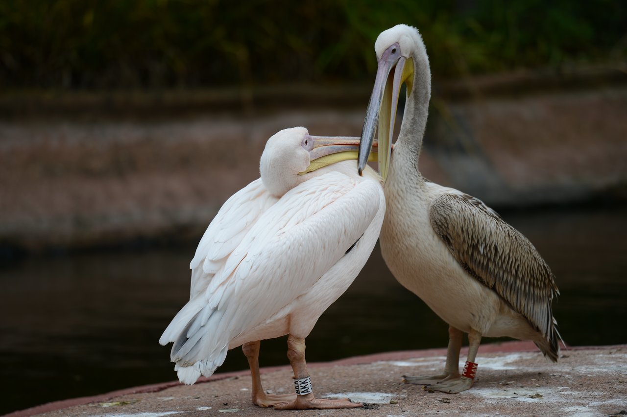 Two pelicans standing close together, touching their beaks.
