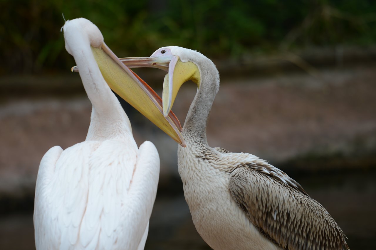 Two pelicans interacting closely, with one touching the other's beak.