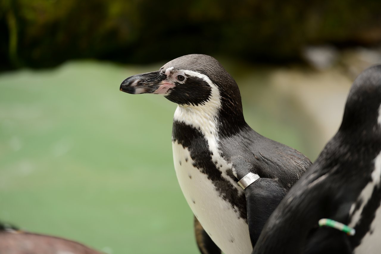 A close-up of a penguin with a black and white body, wearing an identification band on its wing.