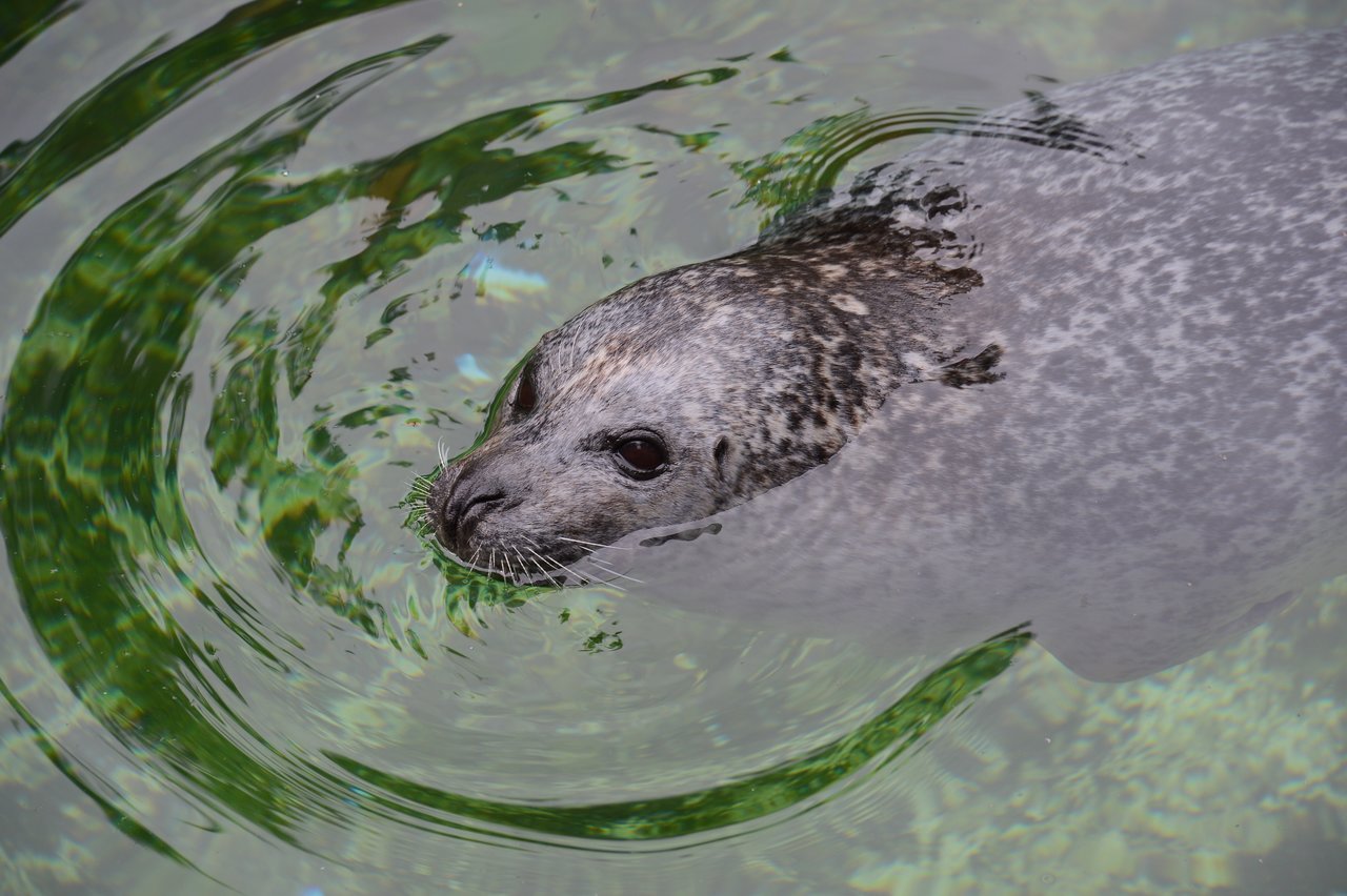 A seal swims in clear water, its head and part of its body visible above the surface.