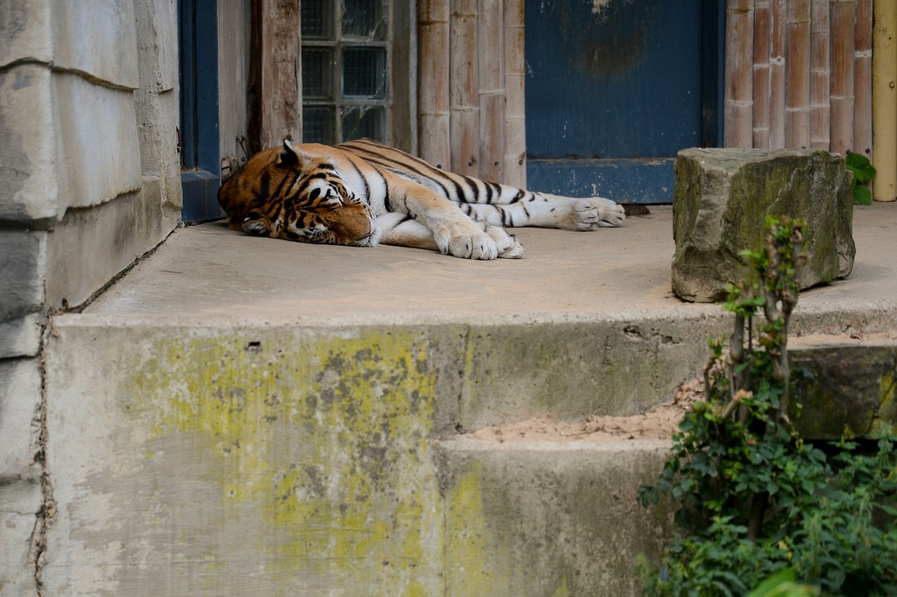 A tiger is lying down and sleeping on a concrete platform near a blue door.