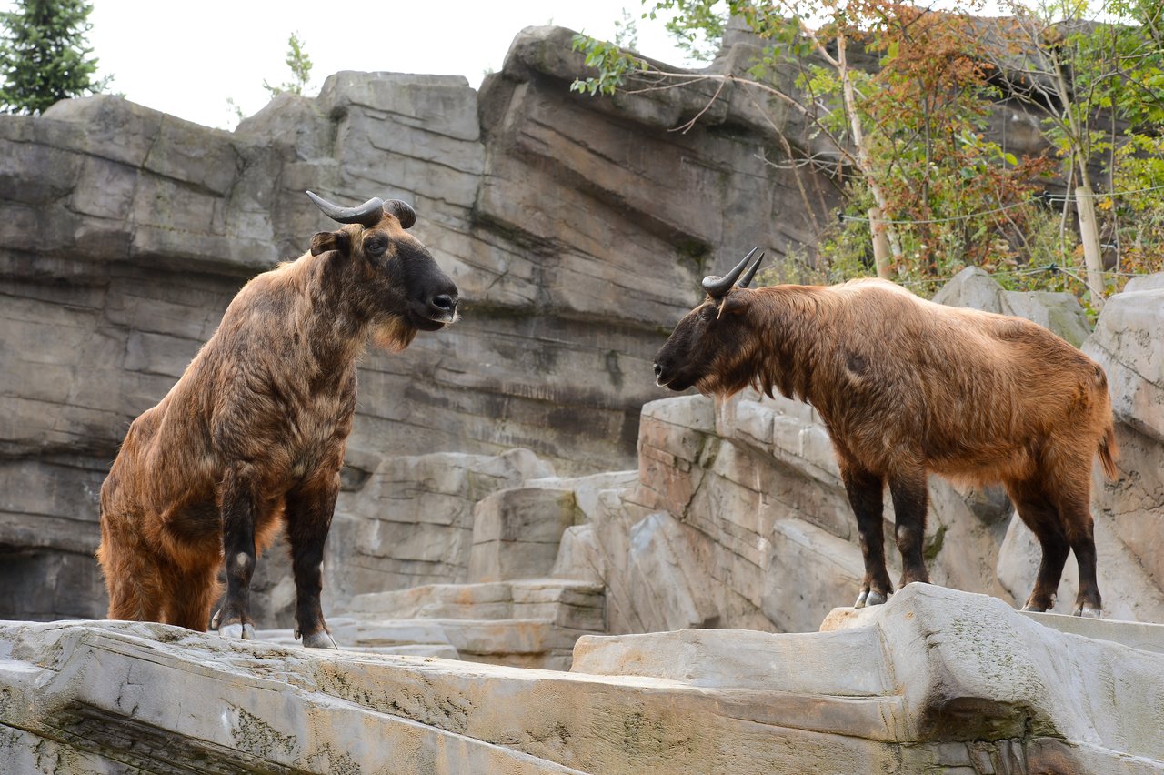 Two takins stand on rocky terrain, facing each other in a zoo enclosure with stone walls and sparse vegetation.