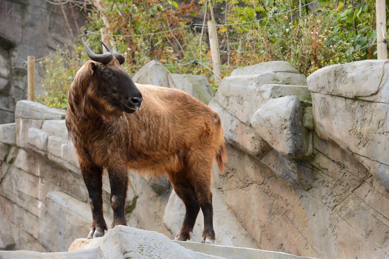 A takin stands on a rocky surface, looking to the side in a zoo enclosure with stone walls and plants.