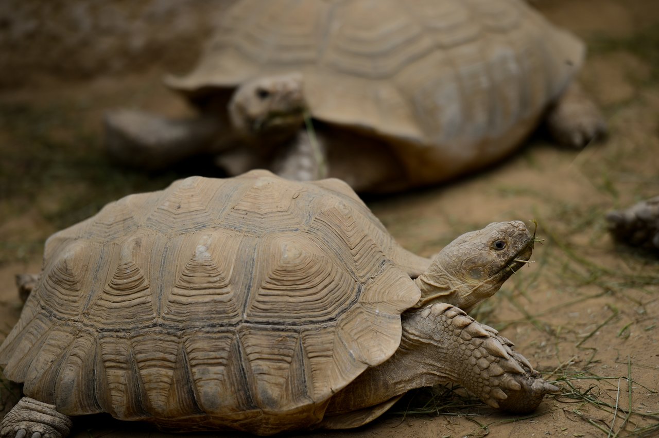 A large tortoise with a textured shell eats a piece of grass, while another tortoise rests in the background.