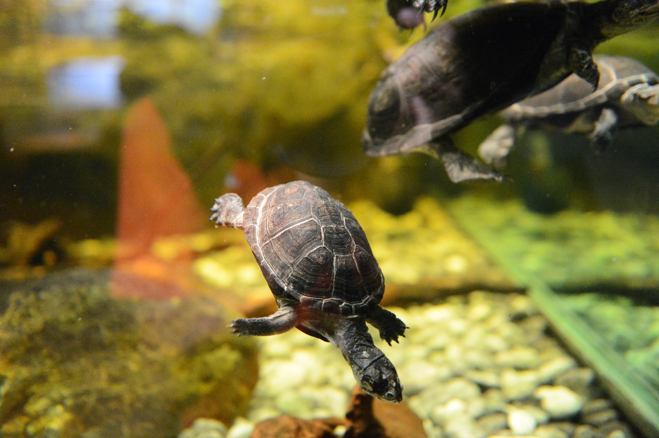 Several water turtles swim in an aquarium, with one turtle in the foreground facing the camera.