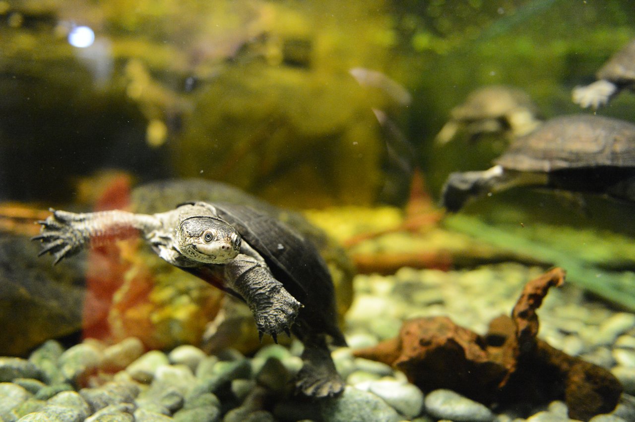 A water turtle swims toward the camera in an aquarium, with other turtles visible in the background.