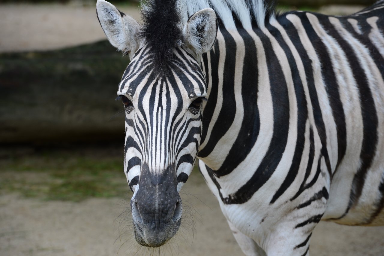A zebra with black and white stripes stands facing the camera at Antwerp Zoo.