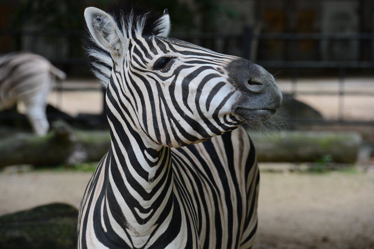 A zebra with black and white stripes stands in a zoo enclosure, looking to the side.