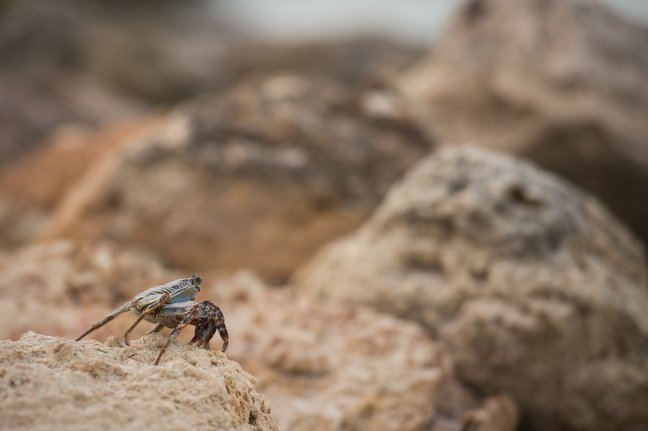 A small crab with a patterned shell crawls on a rocky surface, surrounded by larger rocks in the background.