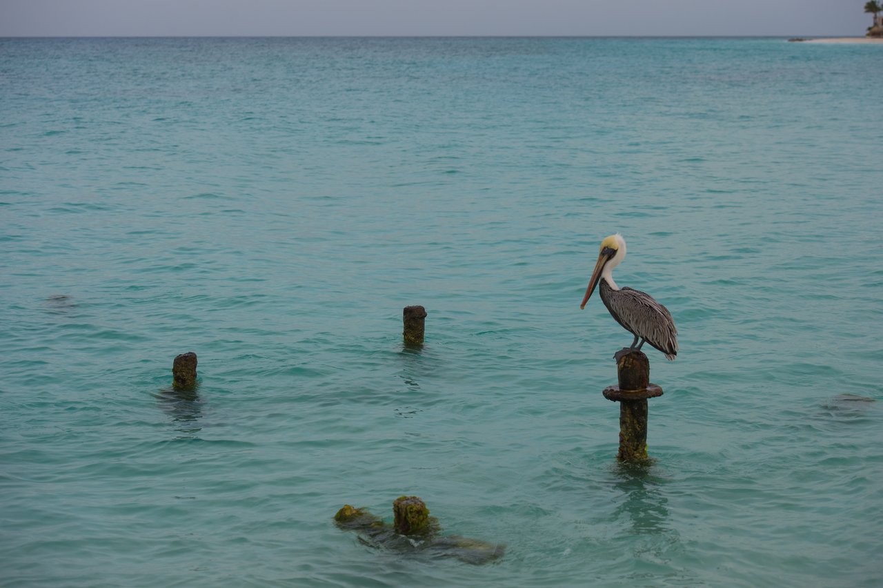 A pelican is perched on a wooden post in the shallow, clear ocean water.