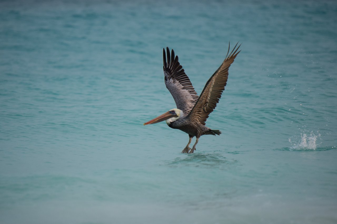 A pelican with wings spread wide takes off from the surface of the ocean.