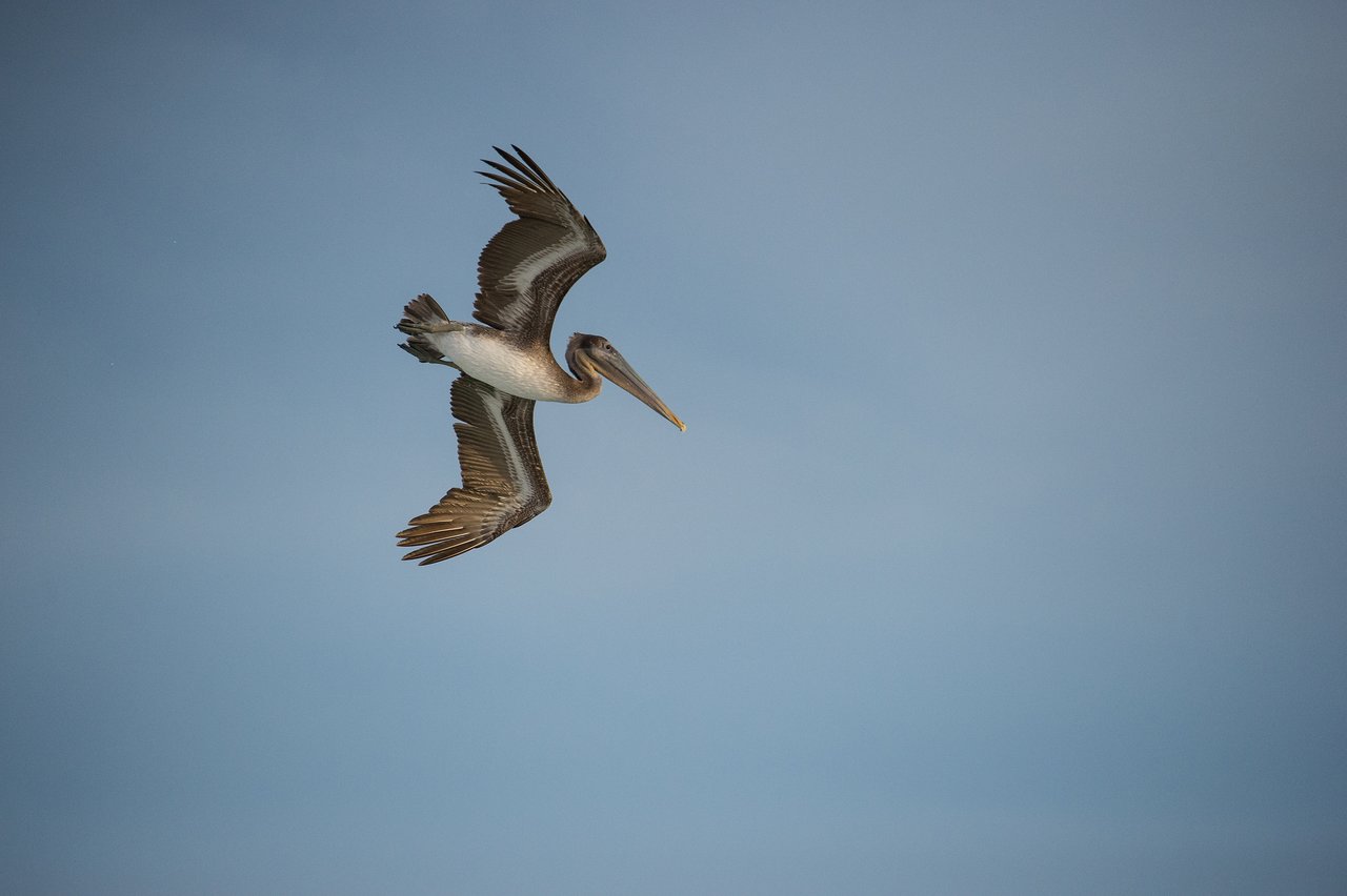 A pelican soars through the sky with its wings spread wide against a clear blue background.