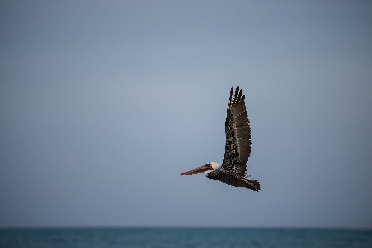 A pelican flies above the ocean with its wings spread wide against a clear sky.