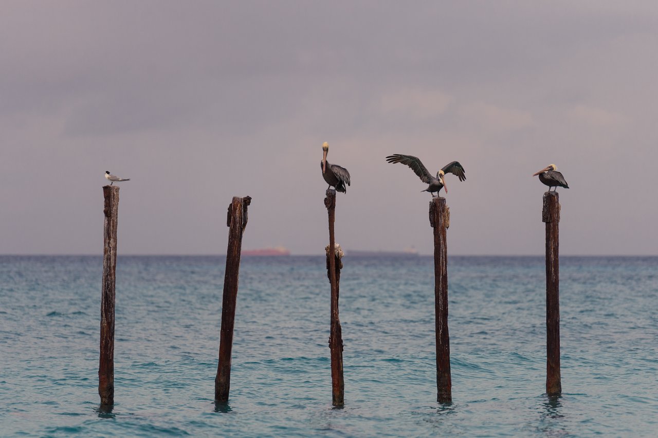 Several pelicans and a smaller bird perch on wooden posts above the ocean, with one pelican spreading its wings.